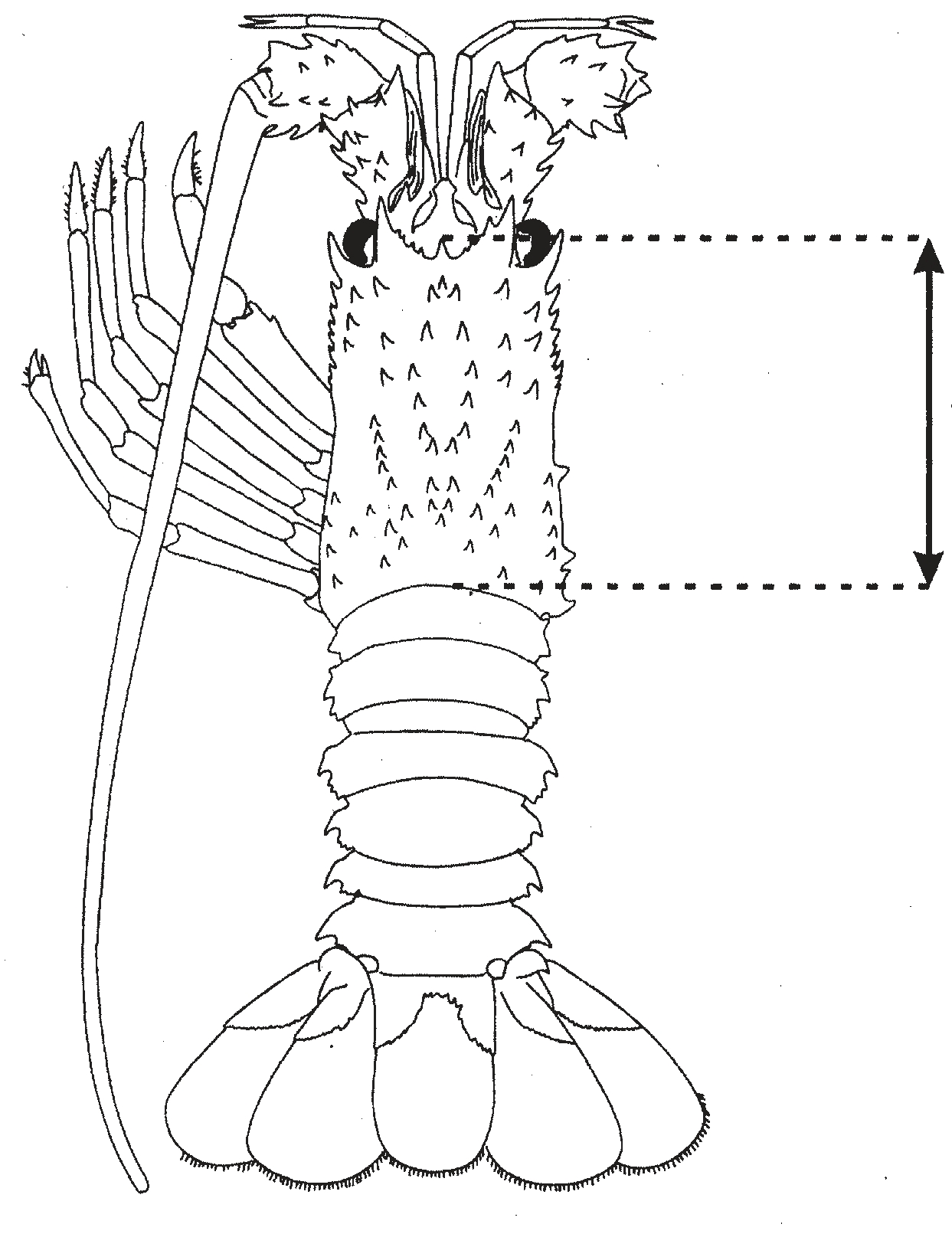 taille_langouste